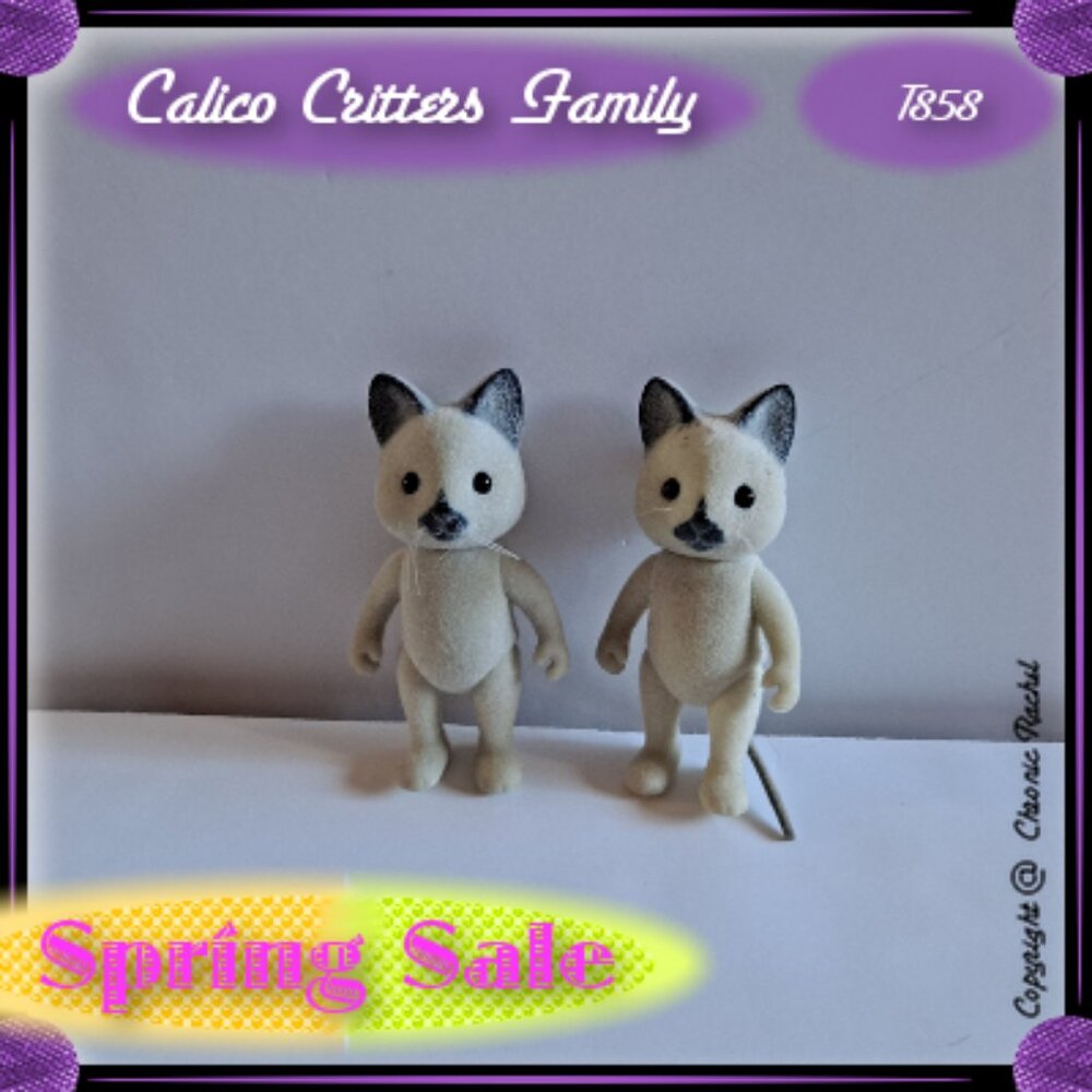 Solitaire Siamese Cat Adults